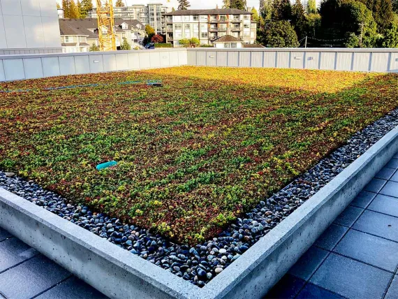Sustainable green rooftop garden at the Bettie Allard YMCA